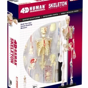 4D Human Anatomy Luuranko