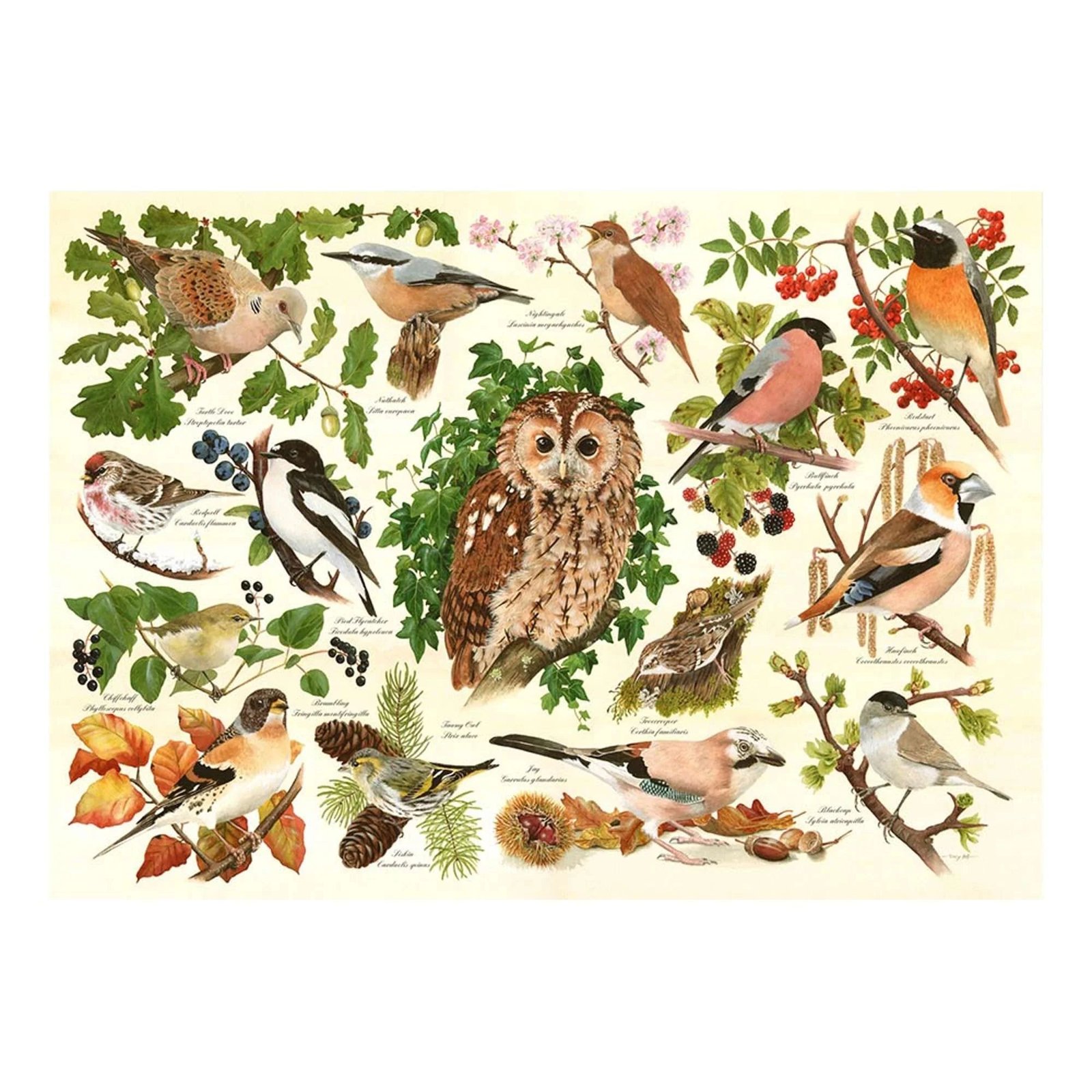House Of Puzzles 500 Palan Palapeli Woodland Birds (isommat palat)