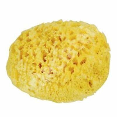 Pesusieni nro 12 Spugnificio Bellini, 1 kpl