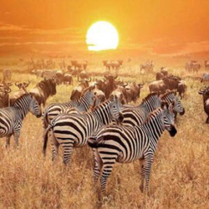 Diamond Painting / Timanttityö 30x40 Zeebrat