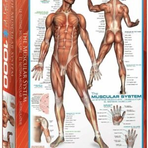 Eurographics 1000 Palan Palapeli The Muscular System