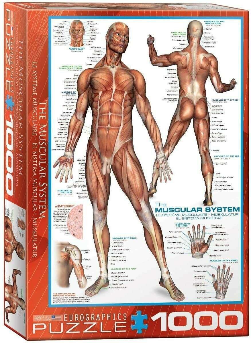 Eurographics 1000 Palan Palapeli The Muscular System