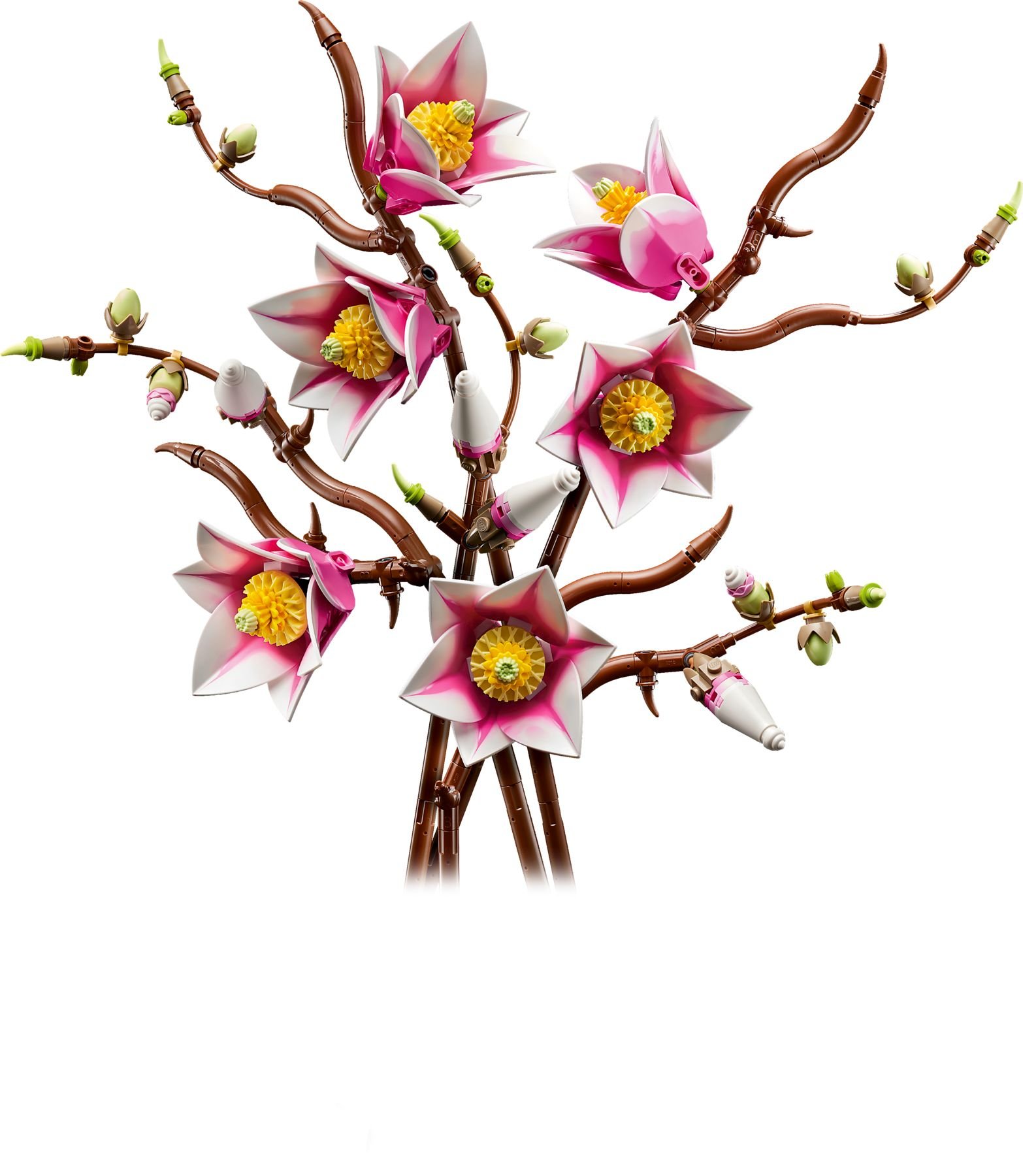 Magnolian oksat