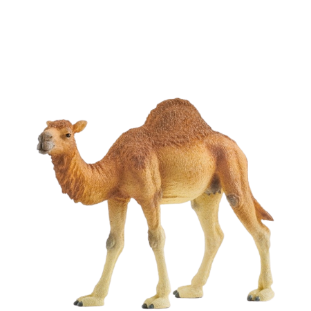Schleich Dromedaari - 14832
